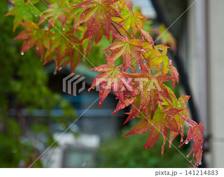 夏の雨の日の観光地奥飛騨温泉街の町並みと紅葉の風景 夏の雨の日の観光地奥飛騨温泉街の町並みと紅葉の風景 141214883