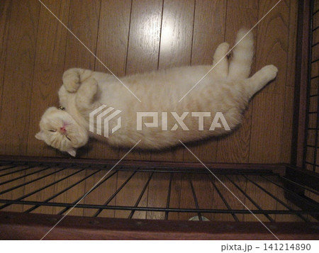 熟睡する猫 熟睡する猫 141214890