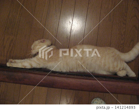 伸びて眠る猫 伸びて眠る猫 141214893