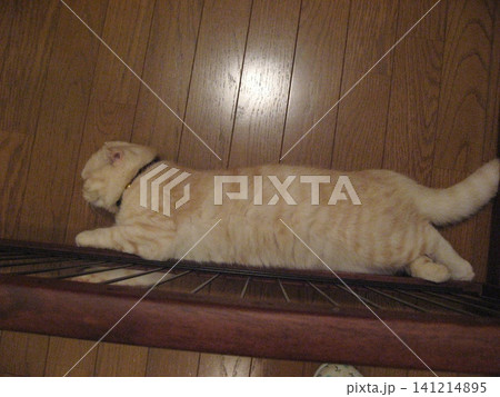 お昼寝中の猫 お昼寝中の猫 141214895