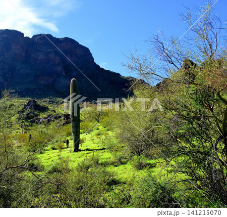 Old Saguaro Cactus Sonora desert Arizona Old Saguaro Cactus Sonora desert Arizona 141215070