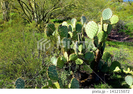 Prickly Pear Cactus Sonora Desert Arizona 141215072