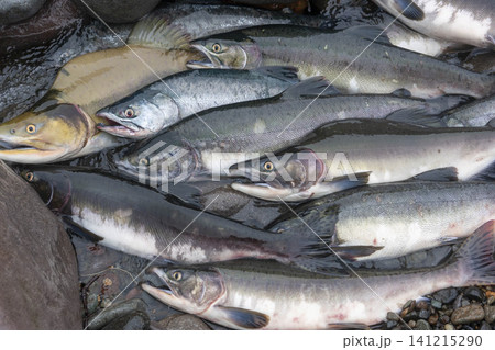 漁場で水揚げされたカラフトマスの鮮魚、食材としての水産物 141215290