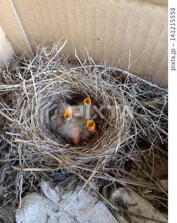 元気に鳴く小鳥のヒナ 元気に鳴く小鳥のヒナ 141215558