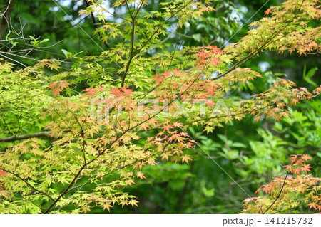 紅葉したカエデの葉 紅葉したカエデの葉 141215732