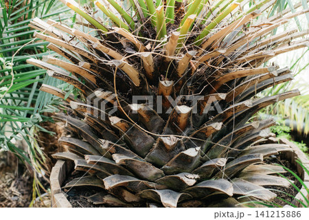 Textured trunk of a Canary Island date palm, Phoenix canariensis, with green fronds in a tropical garden. Natural botanical background for landscaping, travel, exotic plants, ecology, and Textured trunk of a Canary Island date palm, Phoenix canariensis, with green fronds in a tropical garden. Natural botanical background for landscaping, travel, exotic plants, ecology, and 141215886