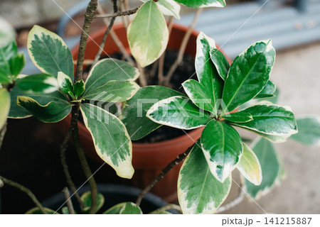 Variegated Schefflera arboricola with glossy green and cream foliage growing in a terracotta pot. Tropical indoor houseplant for home decor, botanical collections, interior design, gardening, and Variegated Schefflera arboricola with glossy green and cream foliage growing in a terracotta pot. Tropical indoor houseplant for home decor, botanical collections, interior design, gardening, and 141215887