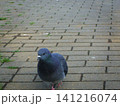 遊歩道を歩く鳩 141216074