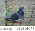 遊歩道を歩く鳩 141216075