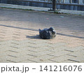 遊歩道に座り込む鳩 141216076