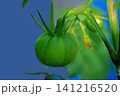 ミニトマト 141216520