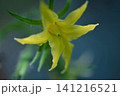 ミニトマトの花 141216521