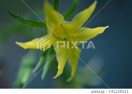 ミニトマトの花 ミニトマトの花 141216521