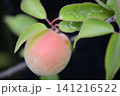 梅の実 141216522