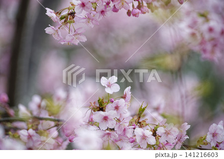 一つの桜 一つの桜 141216603