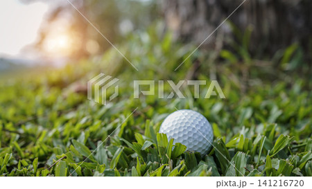 Golf ball on green grass in the evening golf course with sunshine background. Golf ball on green grass in the evening golf course with sunshine background. 141216720