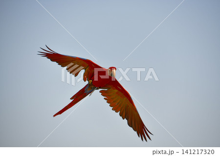 Red parrot bird wing flying sky, colorful macaw gliding through clear air Red parrot bird wing flying sky, colorful macaw gliding through clear air 141217320