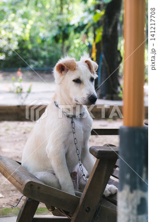横目でこちらを見ているかわいい雑種犬 横目でこちらを見ているかわいい雑種犬 141217708