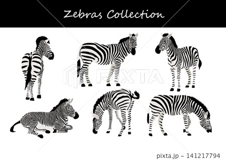 Zebra collection. Zebra in different poses Zebra collection. Zebra in different poses 141217794
