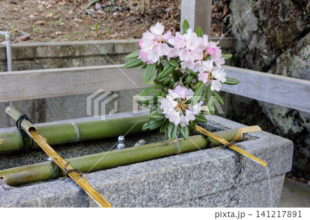 伊香保神社の竹筒から流れる手水と春の石楠花 伊香保神社の竹筒から流れる手水と春の石楠花 141217891