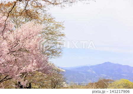 桜咲く伊香保温泉から望む赤城山の春景色 桜咲く伊香保温泉から望む赤城山の春景色 141217906