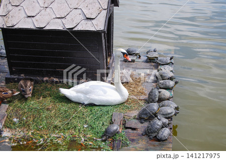 Swan, ducks, and turtles on floating wooden house in pond. Swan, ducks, and turtles on floating wooden house in pond. 141217975