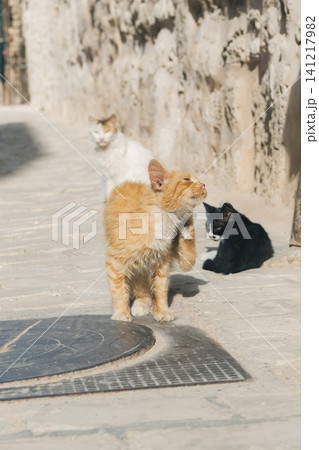 チュニジアのスースの猫 チュニジアのスースの猫 141217982