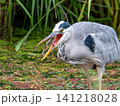 カエルを捕食するアオサギ 141218028