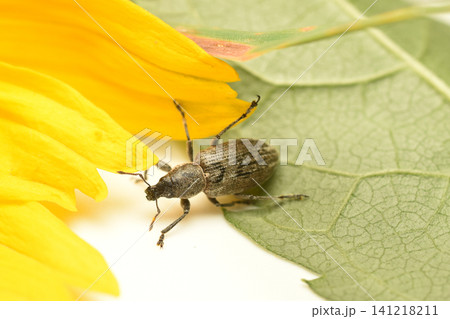 A member of the weevil family A member of the weevil family 141218211
