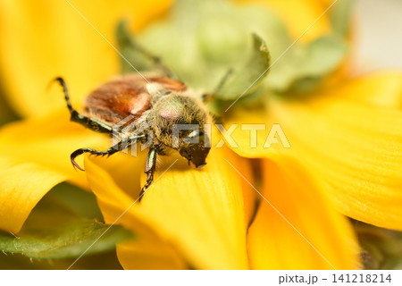 This is a garden beetle. This is a garden beetle. 141218214