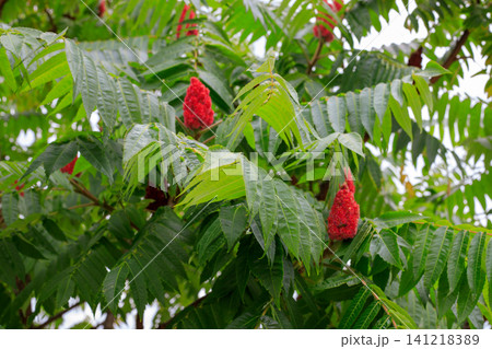 Staghorn sumac tree branches with red fuzzy fruit cones, green pinnate leaves of rhus typhina background in summer park Staghorn sumac tree branches with red fuzzy fruit cones, green pinnate leaves of rhus typhina background in summer park 141218389