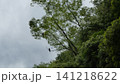 木の上で休むハヤブサ 木の上で休むハヤブサ 141218622