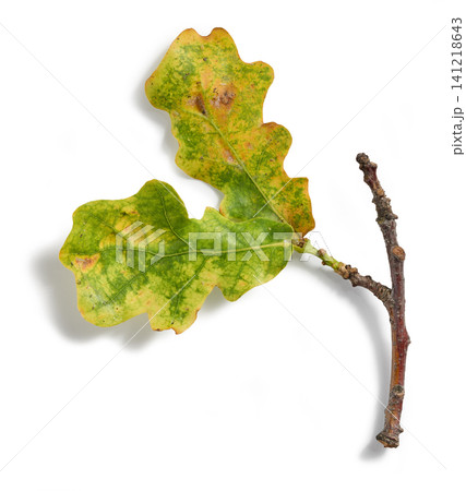 Damaged Oak Leaves Isolated on White Background, Top View Damaged Oak Leaves Isolated on White Background, Top View 141218643