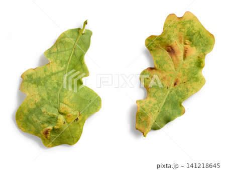 Damaged Oak Leaves Isolated on White Background, Top View Damaged Oak Leaves Isolated on White Background, Top View 141218645