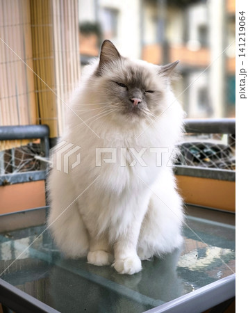 A fluffy Birman cat on the balcony. 141219064
