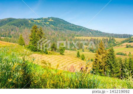 rural scene in carpathian mountain landscape. summer countryside view with rolling hills in lush green grass. forested slopes in the distance rural scene in carpathian mountain landscape. summer countryside view with rolling hills in lush green grass. forested slopes in the distance 141219092