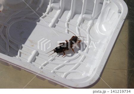 A mole cricket insect pest - rear view 141219734