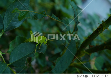Photograph of a young specimen of a green insect, grasshopper or locust sitting on a partially eaten leaf of a rose bush. Natural pests in agriculture 141219912
