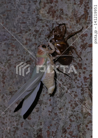 羽化したばかりのセミと抜け殻 141219951