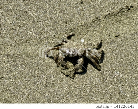 A close-up shot of a small crab crawling across the sand. Animal life in the wild. 141220143