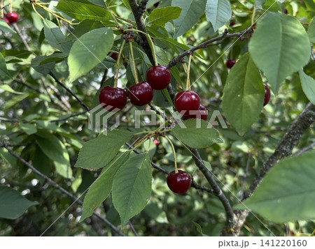 Organic Red Cherries Dangling from a Lush Green Branch Organic Red Cherries Dangling from a Lush Green Branch 141220160
