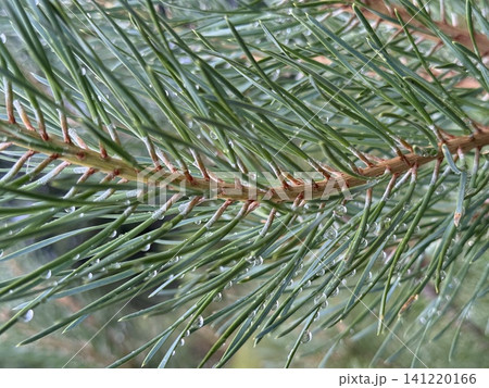 Green Pine Needles with Sparkling Raindrops Macro Close-up Green Pine Needles with Sparkling Raindrops Macro Close-up 141220166