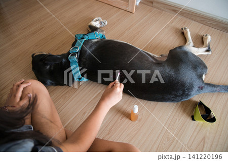 Owner treating a wound on a black dog lying on wooden floor Owner treating a wound on a black dog lying on wooden floor 141220196