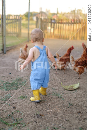 The baby walks along with the domestic chickens, watching with interest as the birds peck at the grain. The baby walks along with the domestic chickens, watching with interest as the birds peck at the grain. 141220200