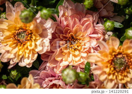 Peach pink chrysanthemum flowers with dew drops blooming Peach pink chrysanthemum flowers with dew drops blooming 141220291