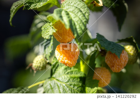 Golden raspberries ripening on bush in sunlight Golden raspberries ripening on bush in sunlight 141220292