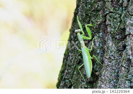 ハラビロカマキリ ハラビロカマキリ 141220364