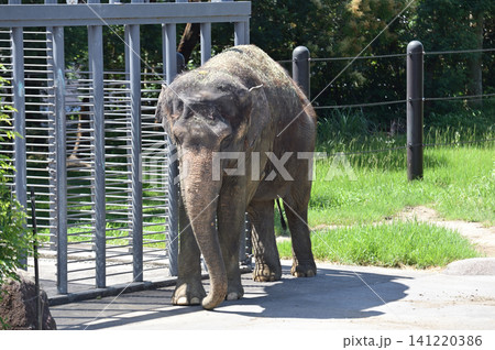 歩くアジアゾウ 歩くアジアゾウ 141220386