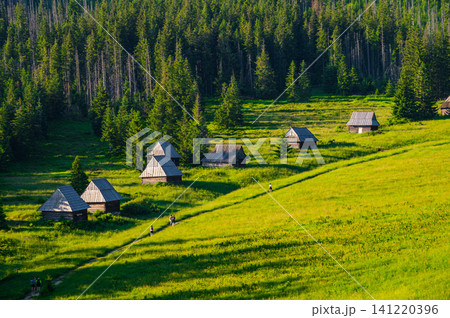 Peaceful nature trail, hiking and summer wilderness background. Poland, Zakopane Peaceful nature trail, hiking and summer wilderness background. Poland, Zakopane 141220396