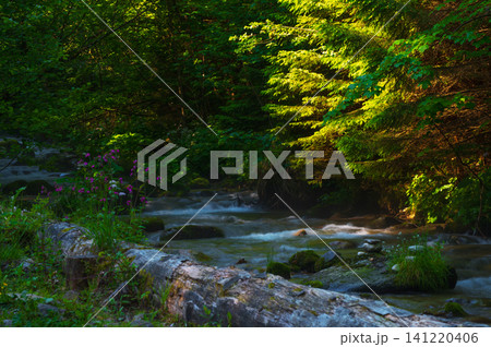 nature scene with mountain river. Zakopane 141220406